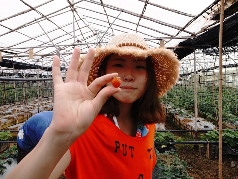 村おこしボランティア【ベトナム ダサ村コース】で収穫したイチゴを見せてくれる女子大生