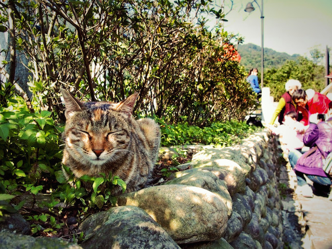 台湾の猫村「猴硐（ホウトン）」の猫
