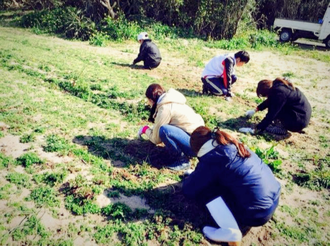 村おこしボランティア【宝島コース】で畑の除草をするボランティア