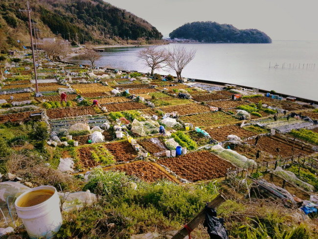沖島の家庭菜園