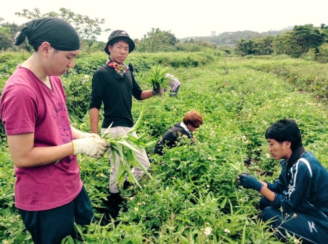 台湾で自然農法を実践する農家さんでのボランティア活動の様子