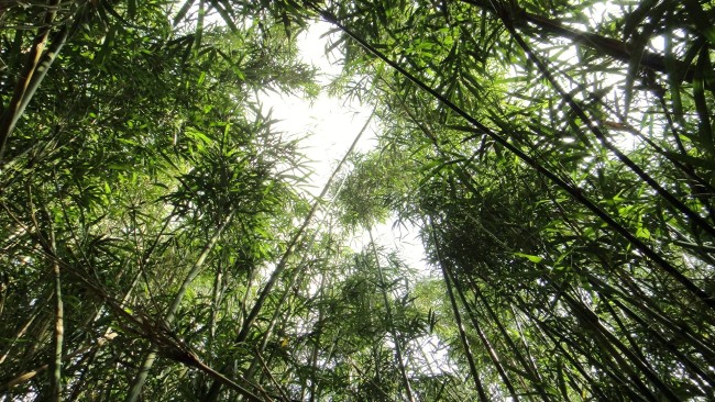 竹島の竹林