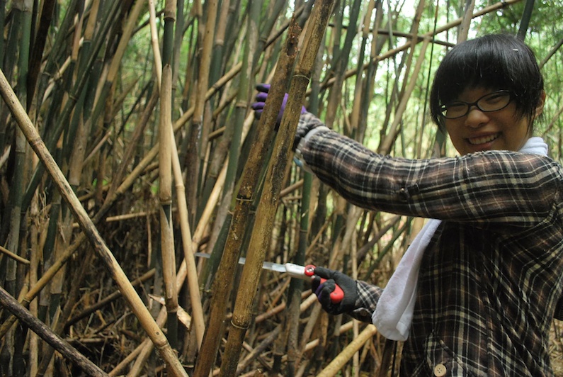 村おこしボランティア中之島コースで竹林整備をする参加者