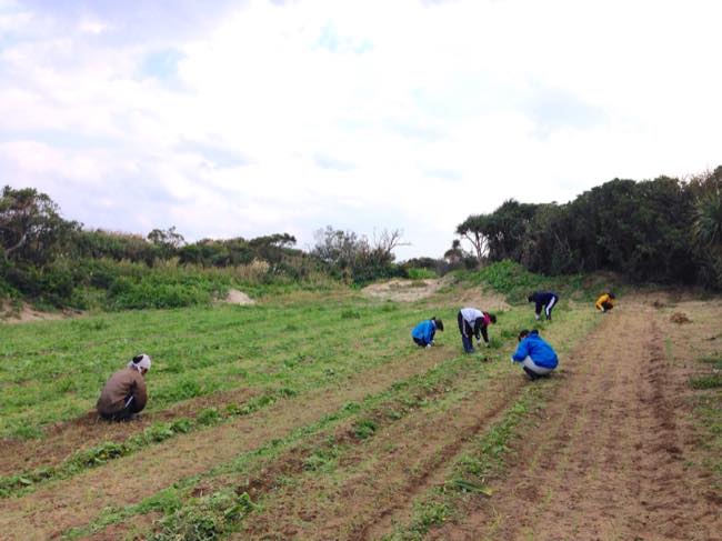 トカラ列島宝島のボランティアツアーで除草作業に精を出す参加者