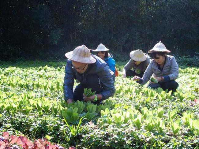 台湾のボランティアツアーでの農作業の様子