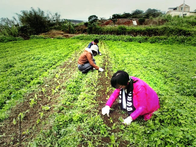 自然農法のお手伝いをする村おこしボランティア【台湾 淡水コース】参加者