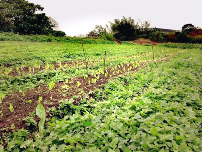 自然農法で作られているレタスの畑