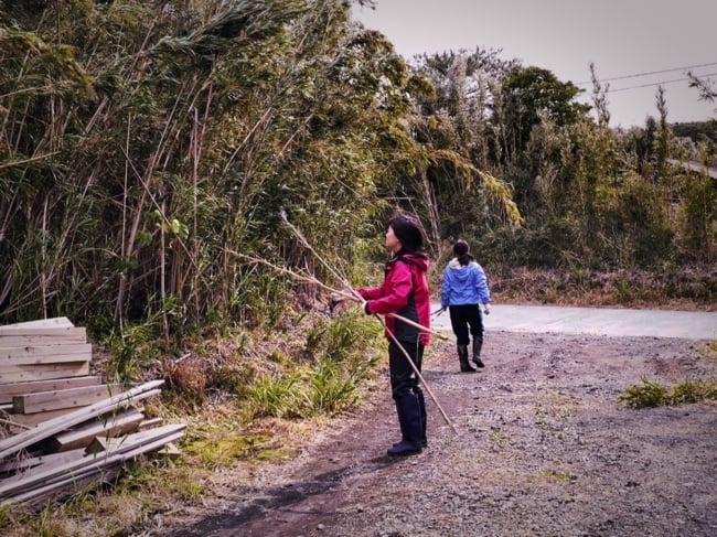 諏訪之瀬島にたくさん生える竹伐採のお手伝いをするボランティアの学生