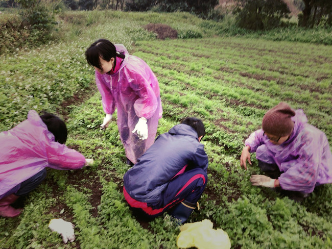 村おこしボランティア【台湾 淡水コース】での自然農法ボランティアの様子