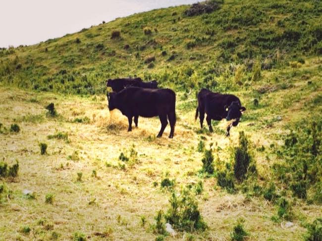 トカラ列島宝島の放牧牛