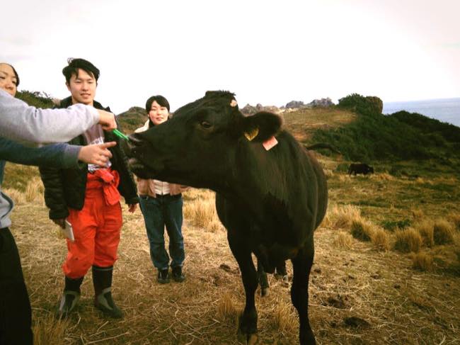 村おこしボランティア【宝島コース】で出会った放牧牛