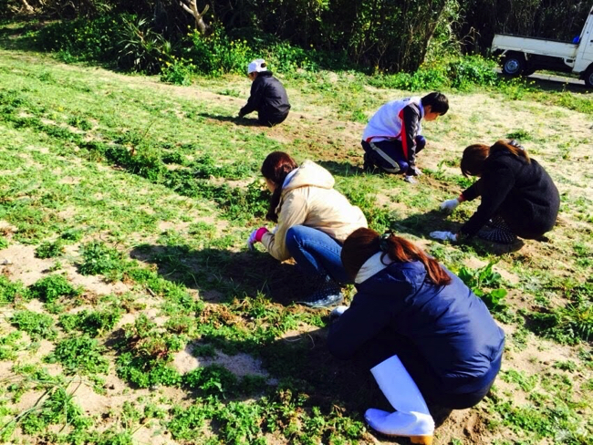 村おこしボランティア【宝島コース】で除草作業に精を出すボランティアの学生