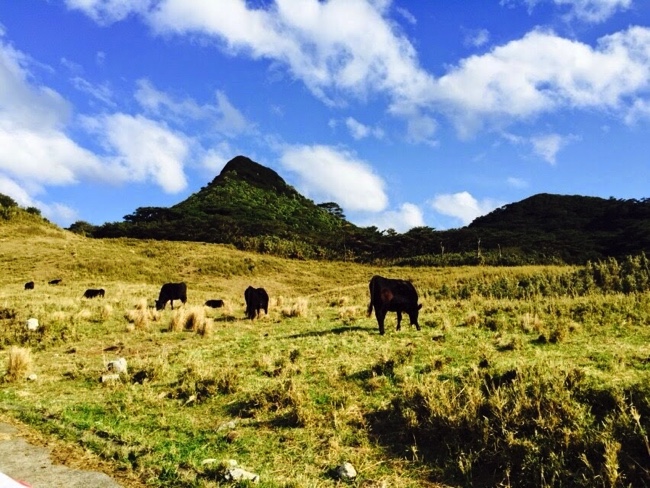 トカラ列島宝島の放牧場の風景