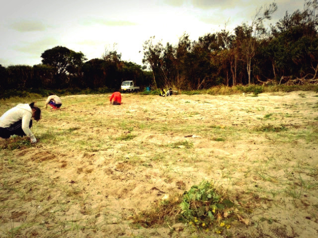 村おこしボランティア【宝島コース】で畑の除草作業をする学生ボランティア