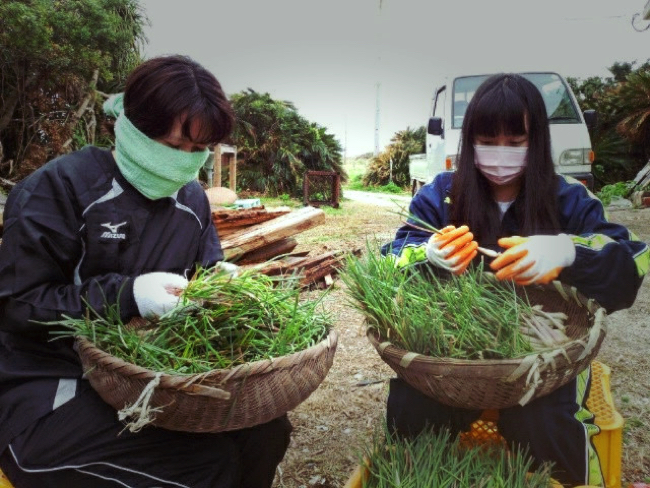 村おこしボランティア【宝島コース】で島らっきょうのお手伝いをする学生ボランティア