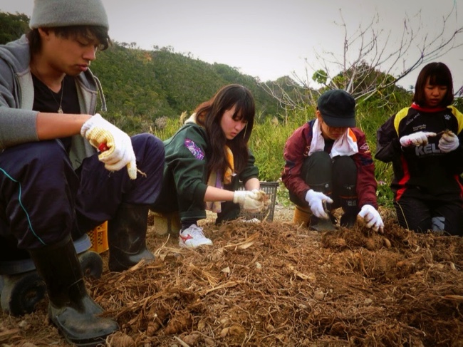 村おこしボランティア【沖縄やんばるコース】で山のように積まれたウコンの仕分けをする
