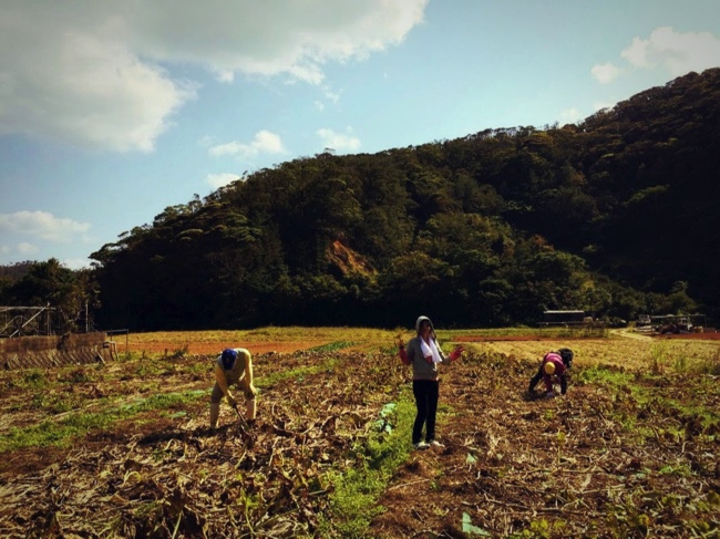 村おこしボランティア【沖縄やんばるコース】で農作業をする学生ボランティア