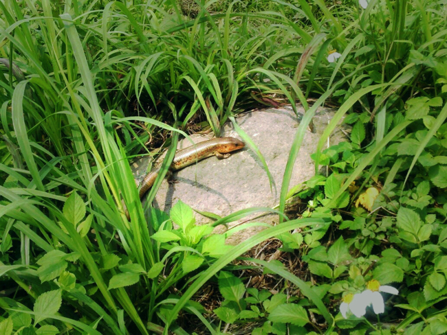 村おこしボランティア【台湾 淡水コース】の畑で見つけた大きなトカゲ