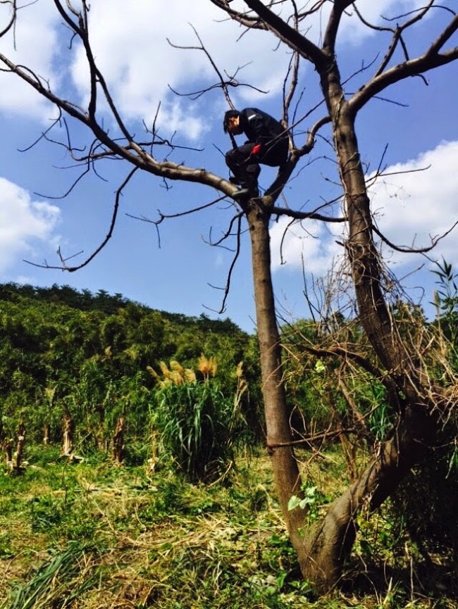 嬉しさを木に登って表現する村おこしボランティア【諏訪之瀬島コース】参加者