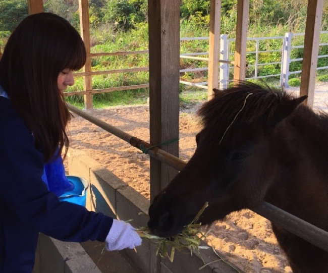 村おこしボランティア【宝島コース】で馬にえさをあげる学生ボランティア