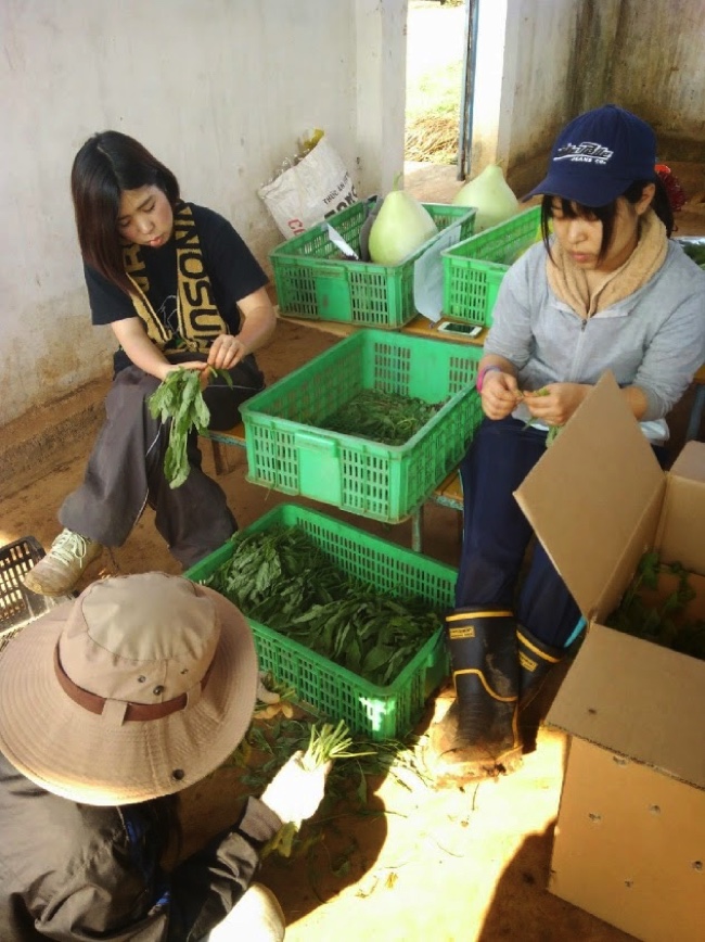 村おこしボランティア【ベトナム コース】での農作業の様子