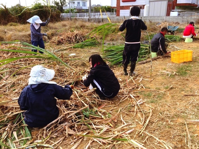 村おこしボランティア【沖縄やんばるコース】での農業ボランティアの様子