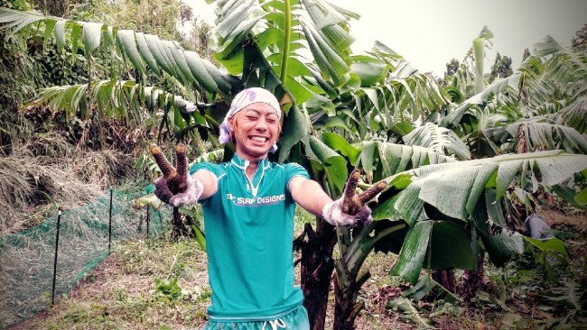 バナナ畑で農業ボランティアをする学生