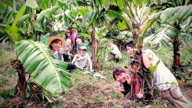 バナナ畑で農業ボランティアをする学生