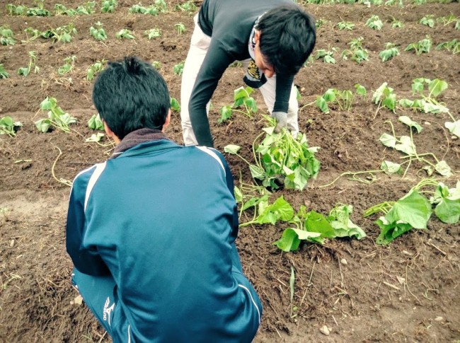 台湾で自然農法を実践する農家さんのお手伝いをする学生ボランティア