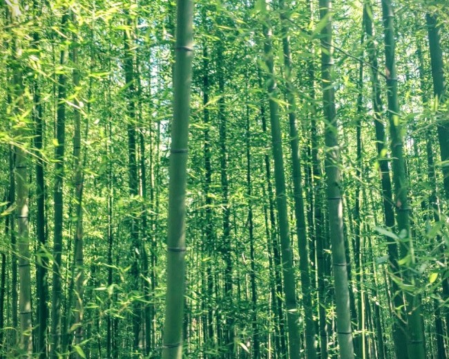佐渡島の竹林