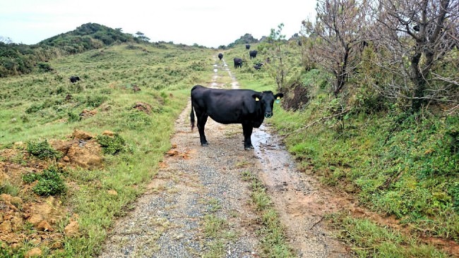 宝島で放牧されている牛