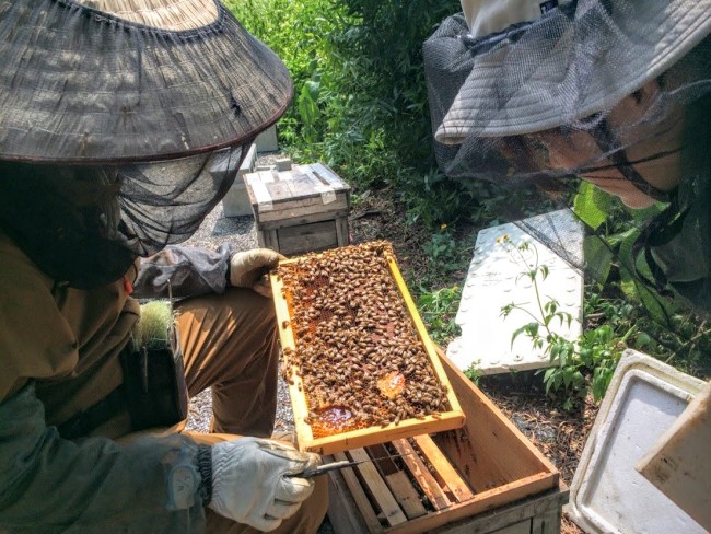 沖縄やんばるで養蜂のお手伝いをする学生ボランティア