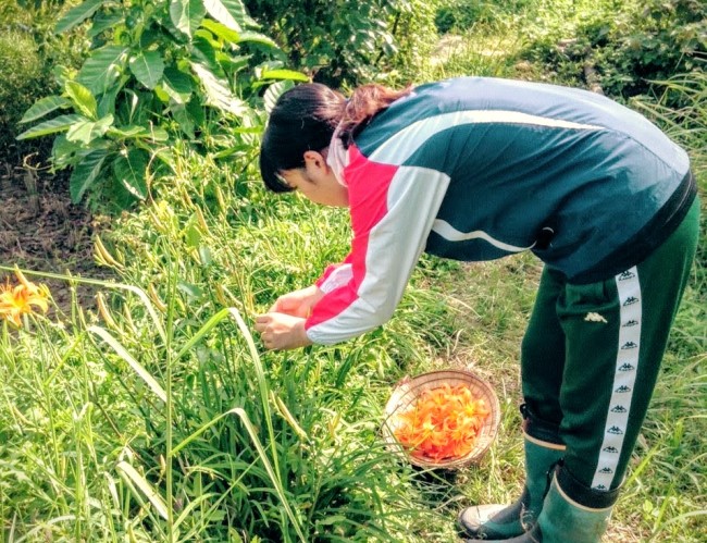 自然農法を実践する台湾の農家で農業ボランティアをする学生参加者