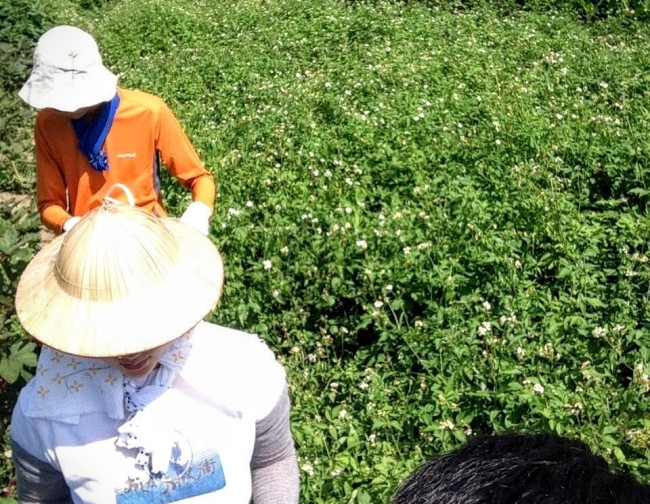台湾の自然農法農家でボランティア活動をする学生