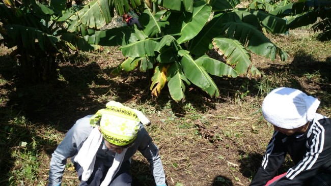 バナナ畑で作業