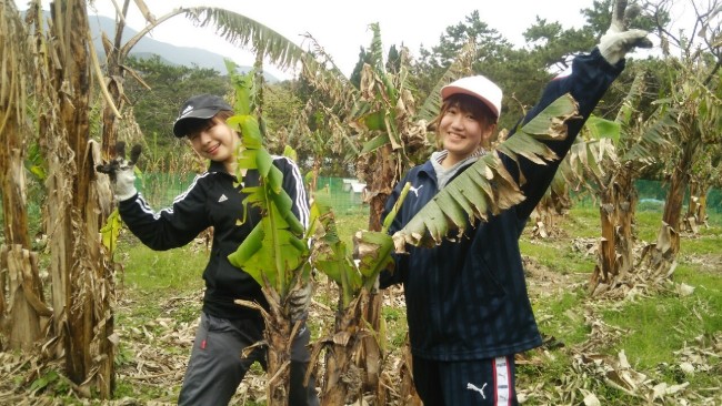 バナナの苗植え替え作業