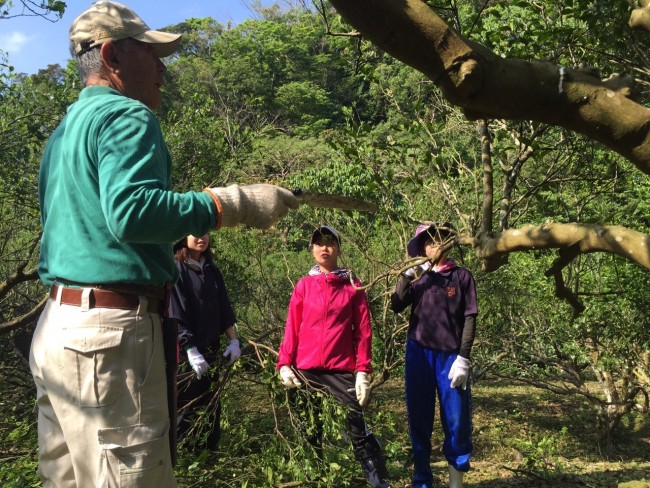 たんかん畑でのお手伝いをする沖縄やんばるコースの学生ボランティア
