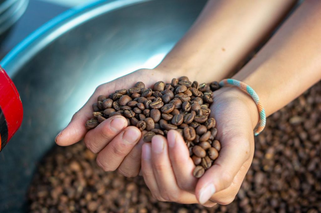 オーガニック国産コーヒー豆をつかむ両手の写真