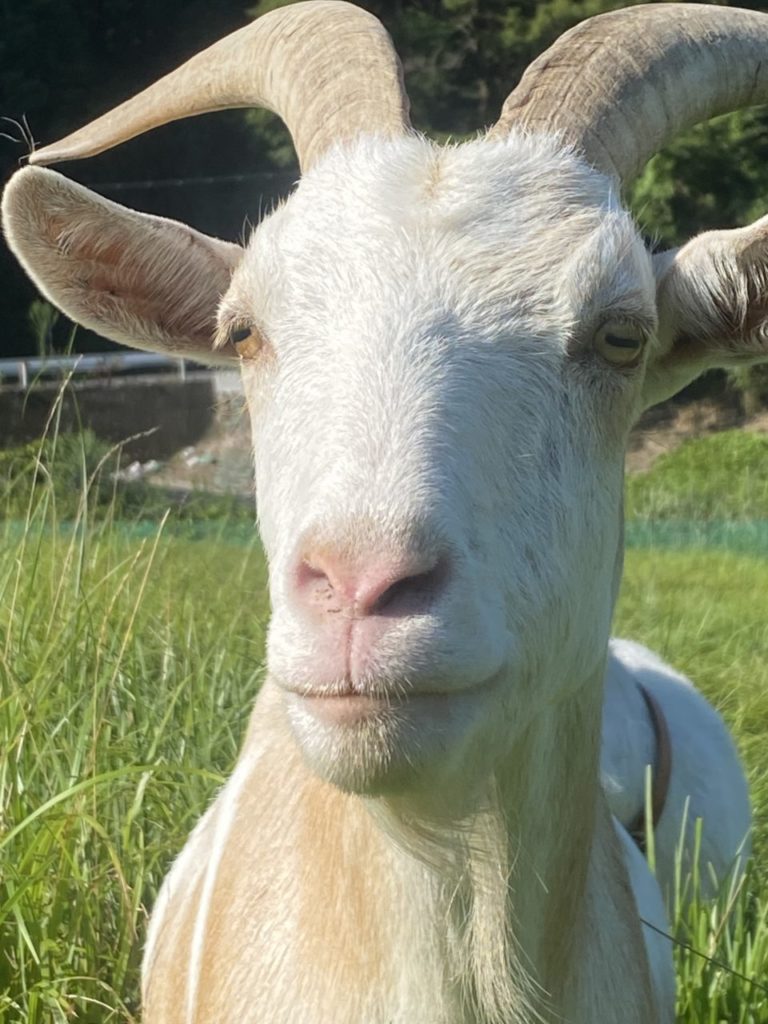 村おこしボランティア【江田島コース】での活動の様子