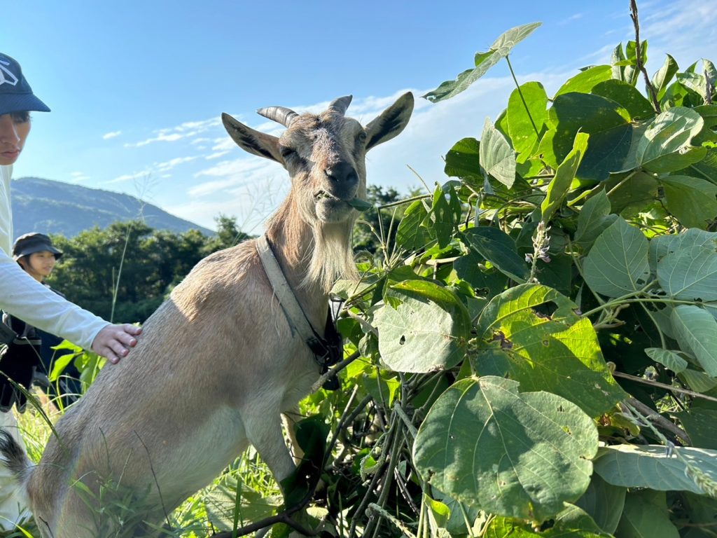 村おこしボランティア【江田島コース】での活動の様子
