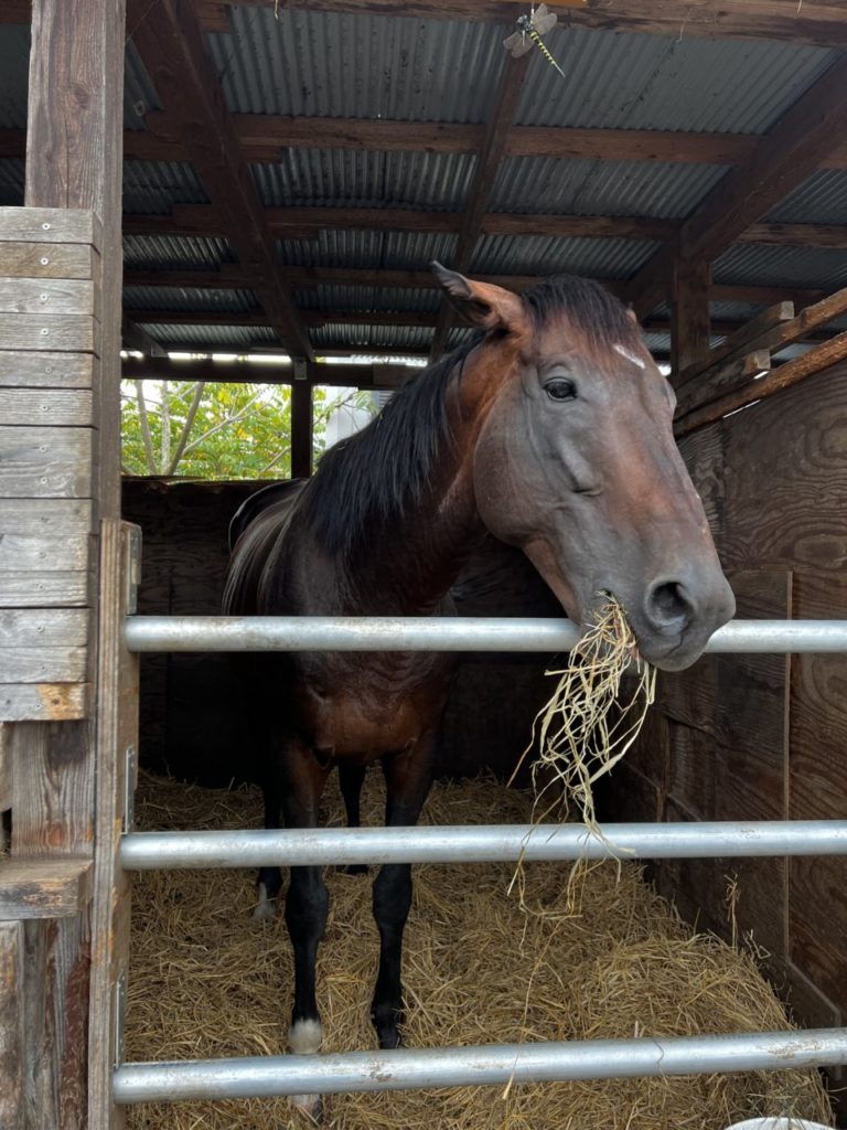 村おこしボランティア【八幡平コース】での活動の様子