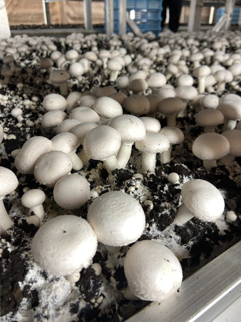 村おこしボランティア【八幡平コース】での活動の様子