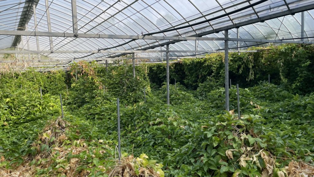 村おこしボランティア【喜界島コース】での活動の様子