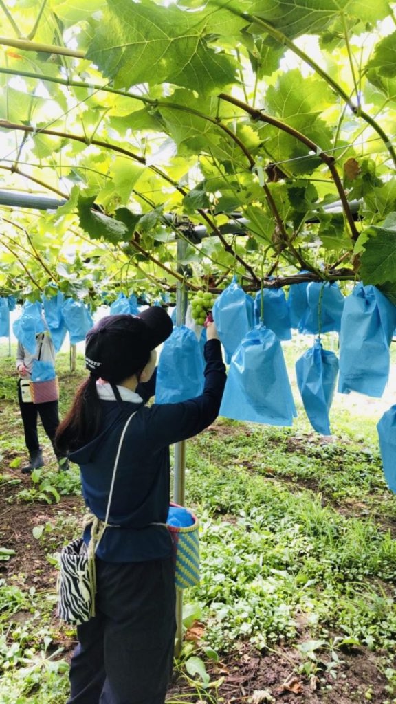 村おこしボランティア【太田町コース】での活動の様子