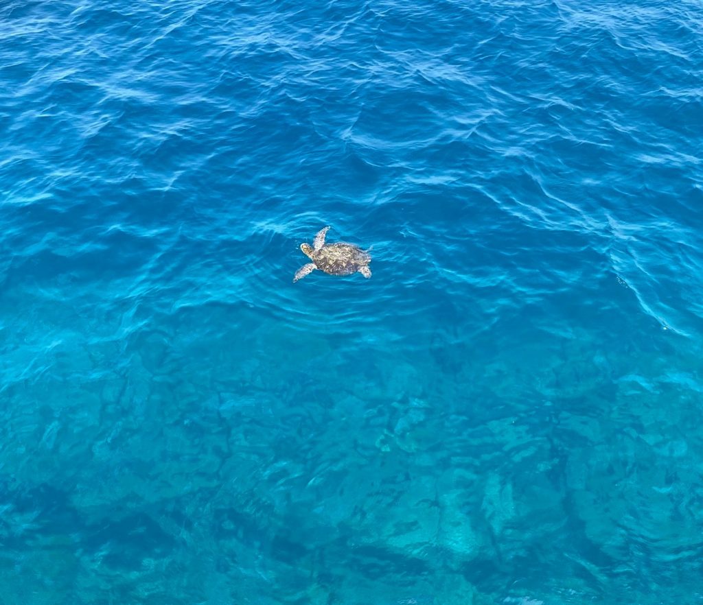 村おこしボランティア【さつま竹島コース】での活動の様子