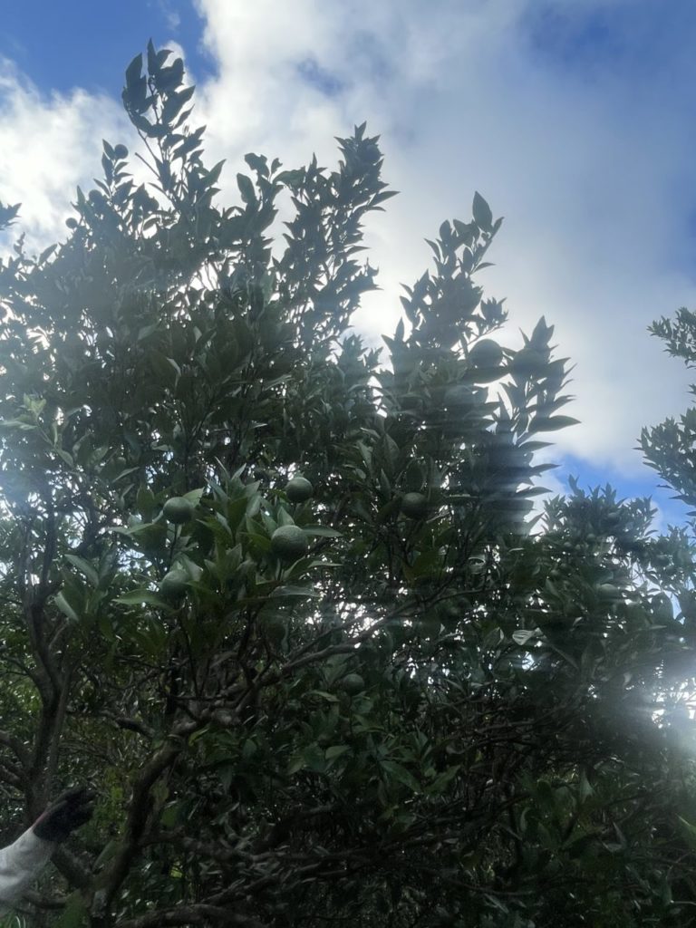 村おこしボランティア【種子島コース】での活動の様子