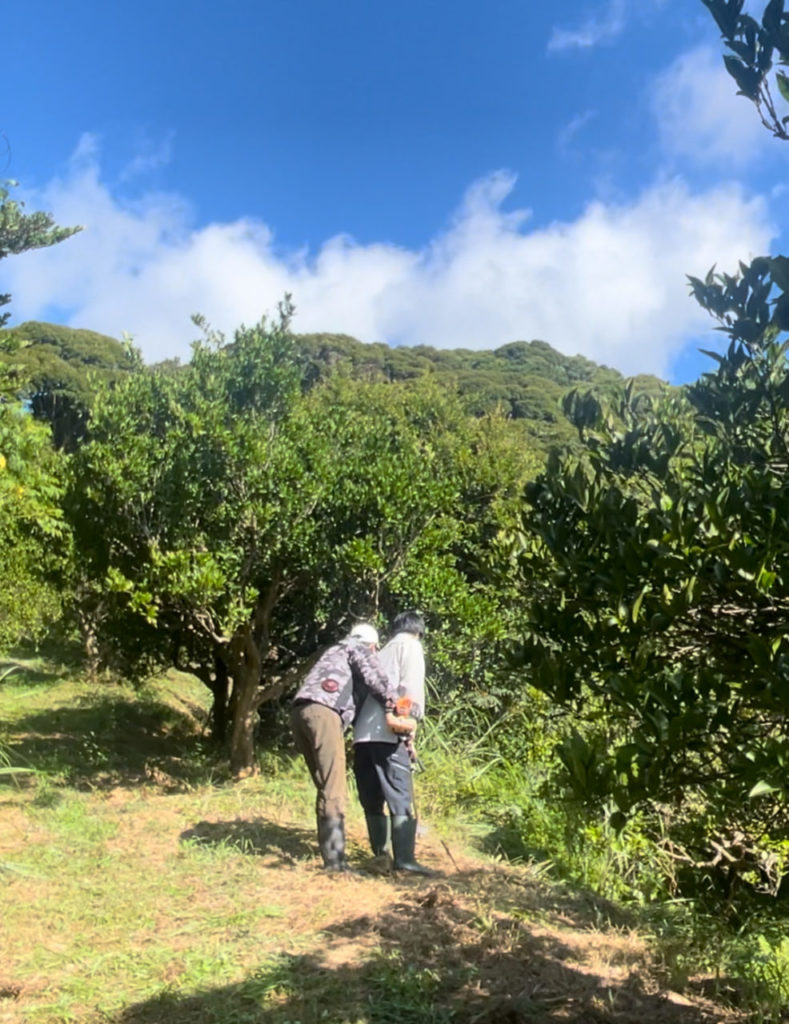 村おこしボランティア【種子島コース】での活動の様子
