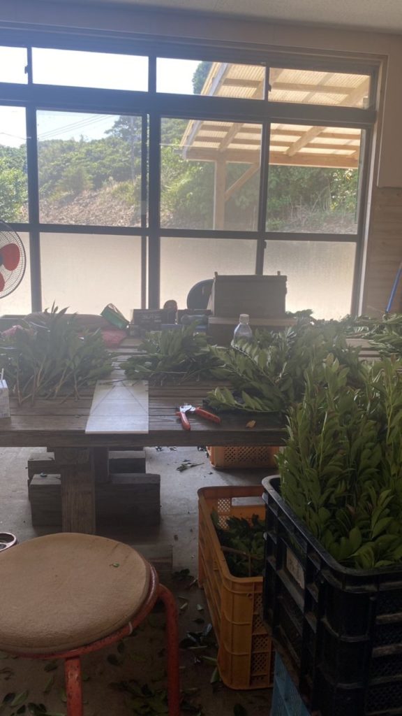 村おこしボランティア【種子島コース】での活動の様子