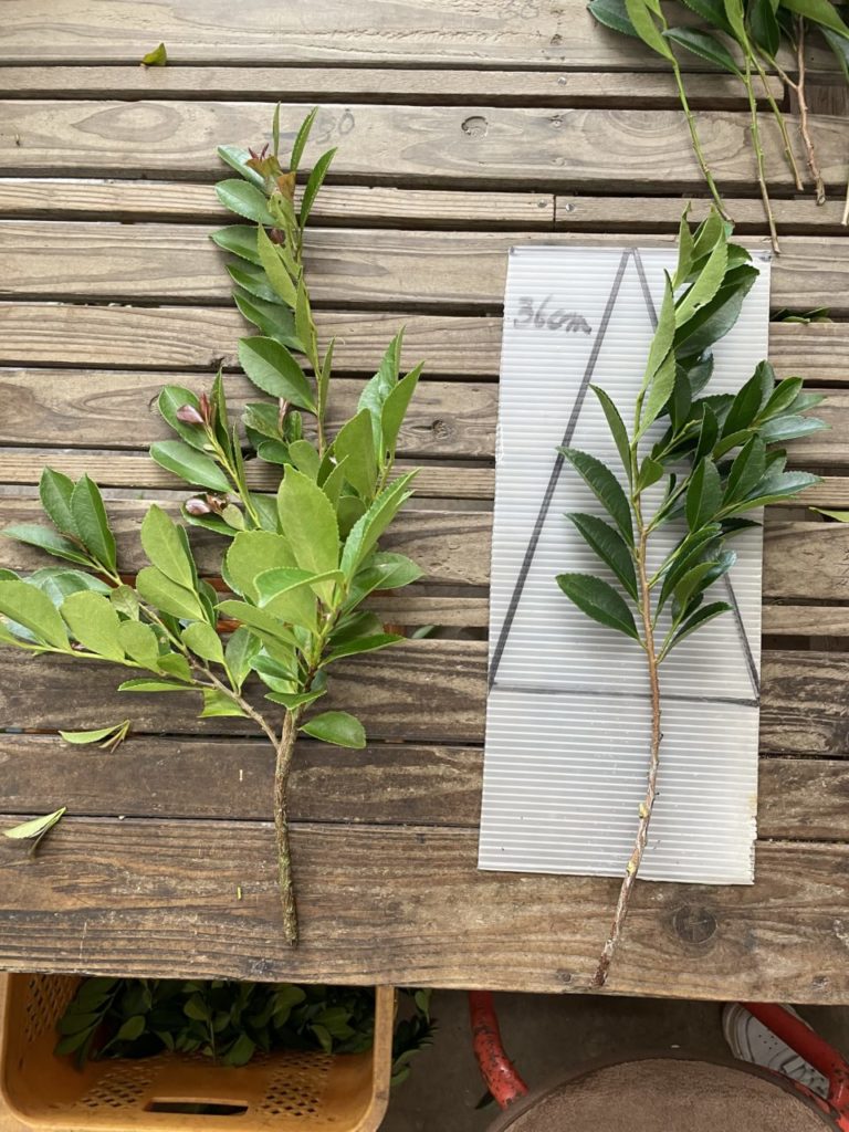 村おこしボランティア【種子島コース】での活動の様子