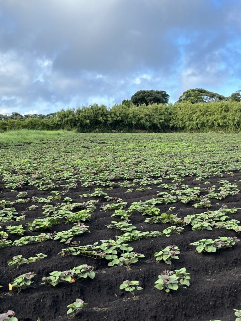 村おこしボランティア【種子島コース】での活動の様子
